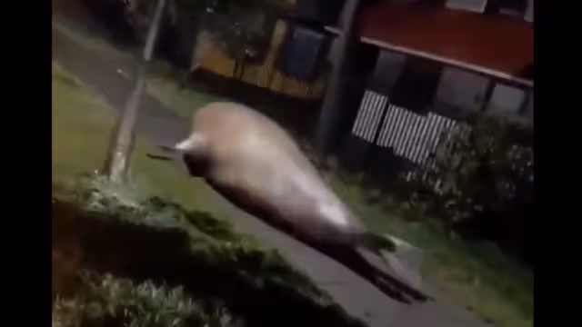 En redes se han compartido grabaciones de la zona de desastre en Florida