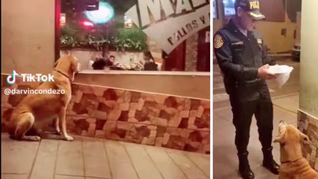 El perrito miraba por la ventana de la pollería a los comensales que disfrutaban de su cena