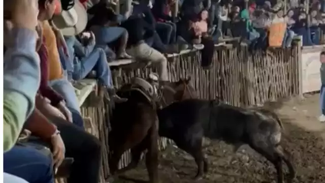 Después de que ocurrieran los hechos y falleciera el caballo, el toro fue arrastrado y lo regresaron a su camión