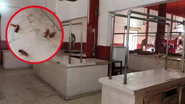 Otro vendedor afirmó que durante las noches cuando realiza sus rondines ha observado que los bichos permanecen en el piso o vuelan sin parar