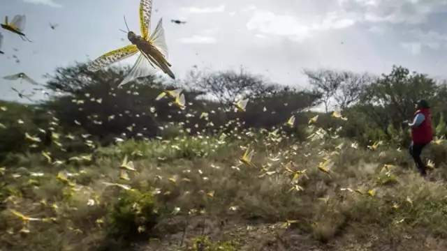 El presidente de aquel entonces dijo que le compraría a la gente sacos de langosta