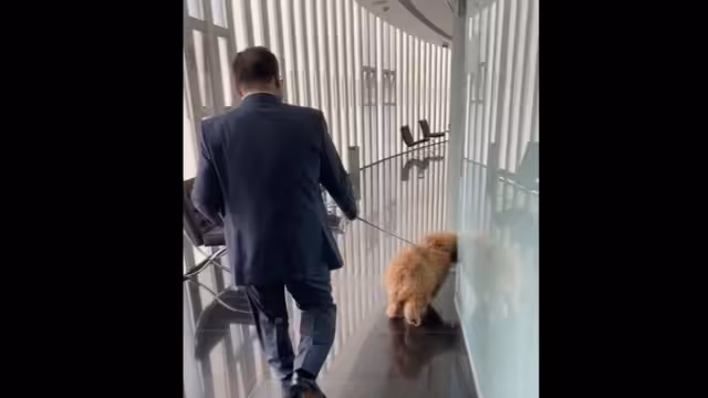 Los perros se convierten en los mejores amigos de las personas, ya que transmiten un amor incondicional