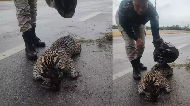 A pesar de los esfuerzos, el felino no pudo ser salvado
