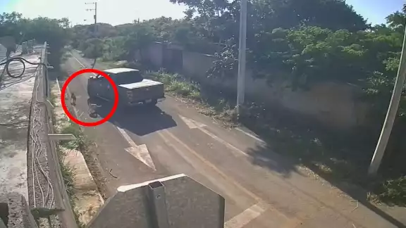 Continúan los casos de crueldad animal en Mérida Continúan los casos de crueldad animal en Mérida