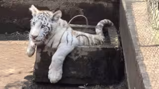 Hallan zoológico clandestino en Chalco: aseguran león, tigre blanco, pumas y animales exóticos