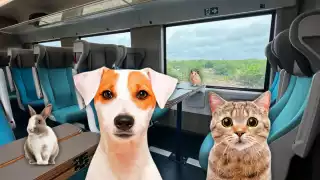 ¿Viajas con tu mascota en el Tren Maya? Cuidado, estas son las condiciones obligatorias