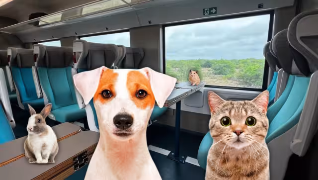 Conejos, perros, gatos y hamsters pueden viajar en el Tren Maya