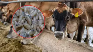 Yucatán, cerca de superar los mil casos de gusano barrenador; ya se distribuyen en 87 municipios