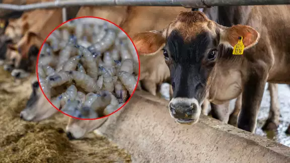 El municipio de Tahdziú se agregó a la lista de municipios afectados, con dos bovinos