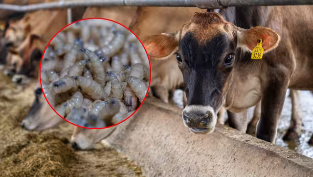 El municipio de Tahdziú se agregó a la lista de municipios afectados, con dos bovinos