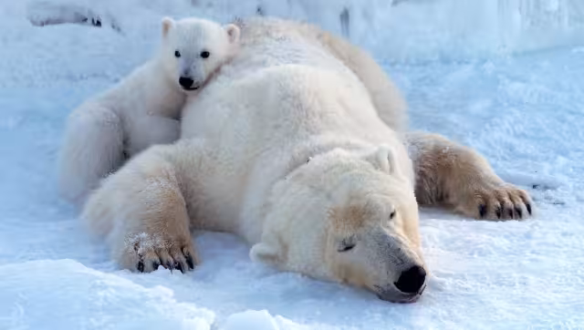 La investigación señala que los osos polares de Svalbard han modificado su dieta,