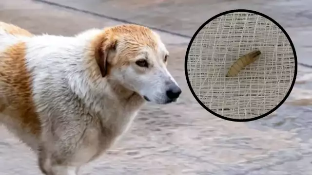 Un perro fue detectado con gusano barrenador en Mérida