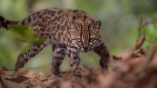 Descubren en Bolivia una nueva especie de felino: es la primera descrita en más de 100 años