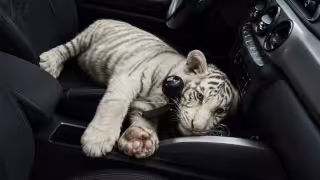 Rescatan cachorro de tigre de bengala en la Central de Abasto de CDMX; detienen a hombre por falta de documentos