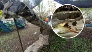 Granja de cocodrilos de Tizimín “revive” a un reptil prehistórico de 12 metros de largo