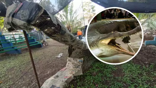 La UMA Chan Aayin trabaja en un modelo a escala del dinosaurio Sarcosuchus imperator