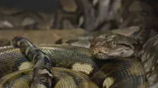 Científicos de la UNAM desarrollan un antiveneno revolucionario: más eficaz, seguro y sin uso de animales