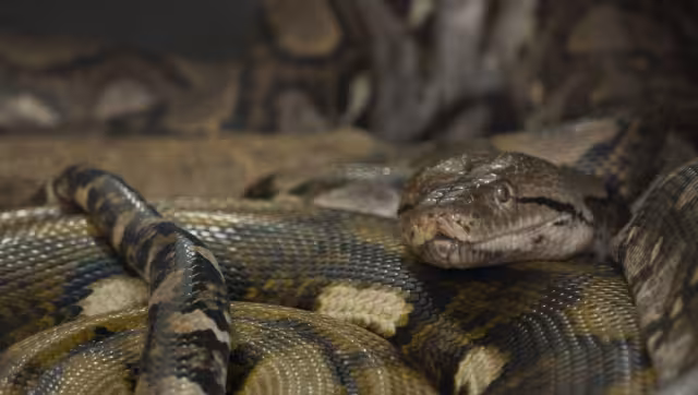 El proyecto demuestra que es posible sustituir los complejos sueros animales por mezclas definidas de anticuerpos recombinantes