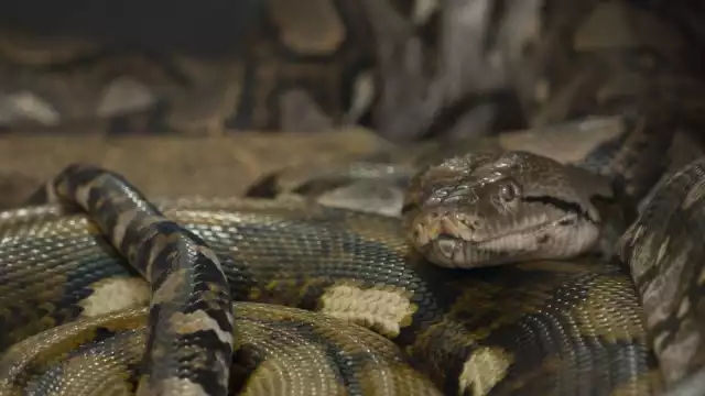 El proyecto demuestra que es posible sustituir los complejos sueros animales por mezclas definidas de anticuerpos recombinantes