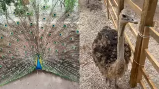 Promueven campañas de concientización para conservar la fauna silvestre de Yucatán