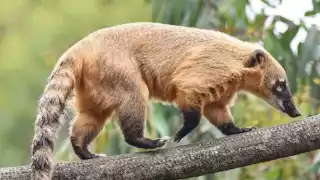 El coatí vive en bosques tropicales y selvas, aunque también en sabanas y desiertos del país