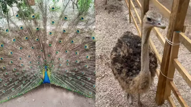 Se promueve la conservación de especies silvestres en Yucatán