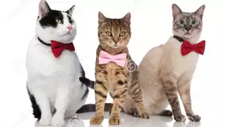 Los gatos están sufriendo una mutación del covid-19. Foto: Especial