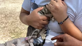 Vacunación antirrábica gratuita en Campeche este 6 de febrero: puntos y horarios