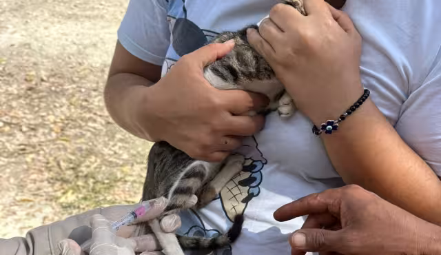 Salud Campeche realizará campaña gratuita de vacunación antirrábica para perros y gatos este viernes 6 de febrero de 2026.