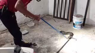Mordeduras de serpiente se disparan 48% en Yucatán
