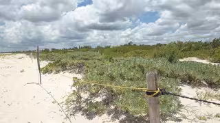 Universitarios logran recuperación de duna costera en Sisal