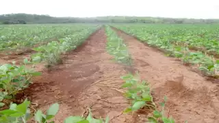 Las mujeres que forman parte de la UAIM, demostraron que los terrenos están siendo aprovechados