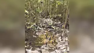 Campesinos denuncian el mal manejo de desechos por parte de una granja porcícola. Foto: Benito Cetina.