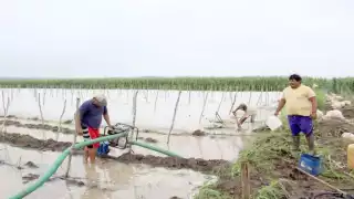 Productores realizan esfuerzos para desaguar sus mecanizados. Foto: Jorge Caamal.