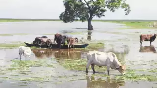 Los productores ofrecen sus ejemplares ya que sus terrenos no están en condiciones.