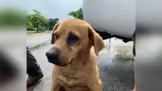 Foto: Guaurdería Mérida en Facebook