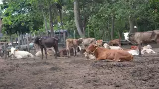 El robo de ganado se ha incrementado en Ciudad del Carmen. Foto: Fernando Kantún.