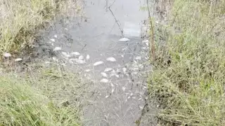 Solicitan una investigación a fondo sobre la muerte de las especies. Foto: José Valencia.