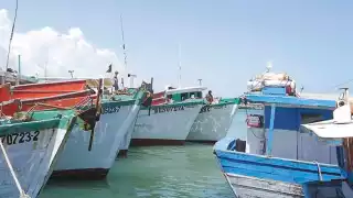 Crecen expectativas por inicio de captura del pulpo en Yucalpetén