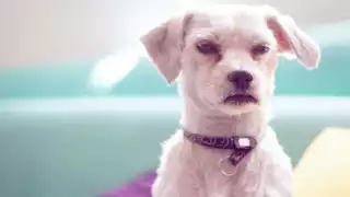 Estudios revelan que los 'perros gruñones' tienen un mejor aprendizaje