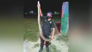 Agentes localizaron al reptil entre la maleza y lo llevaron a su habitát natural.