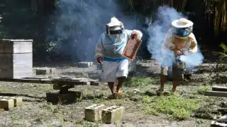 La entidad produjo tres mil 255 toneladas de miel en el 2019. Foto: Eric Castillo.