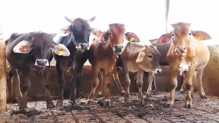 Los productores de leche también se vieron afectados por las lluvias. Foto: Luis Manuel Pech Sánchez.