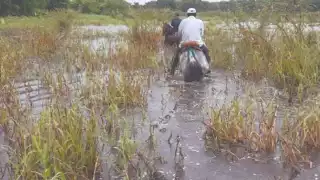 Debido a la inundación del campo, productores decidieron movilizar al ganado. Foto: Julio Gutiérrez.