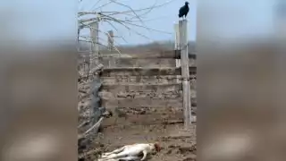 Foto: David Vázquez