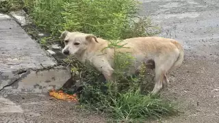 Mérida, sin denuncias por maltrato a mascotas: Policía Municipal
