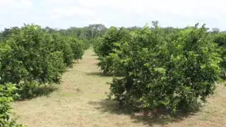 El hombre permanecerá en prisión preventiva