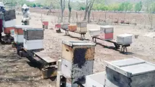 A la problemática climatológica se suma la llegada de miel sintética
proveniente de China.