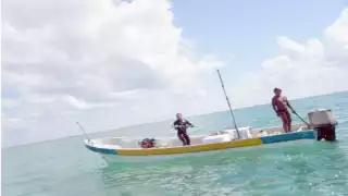 El paso de los fenómenos meteorológicos propició el arribo del octópodo a las costas de Isla Arena. Foto: Jorge Aké.