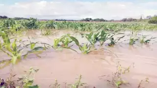 Pruebas de orina de habitantes de la región revelaron la existencia de glisofato, un herbicida.